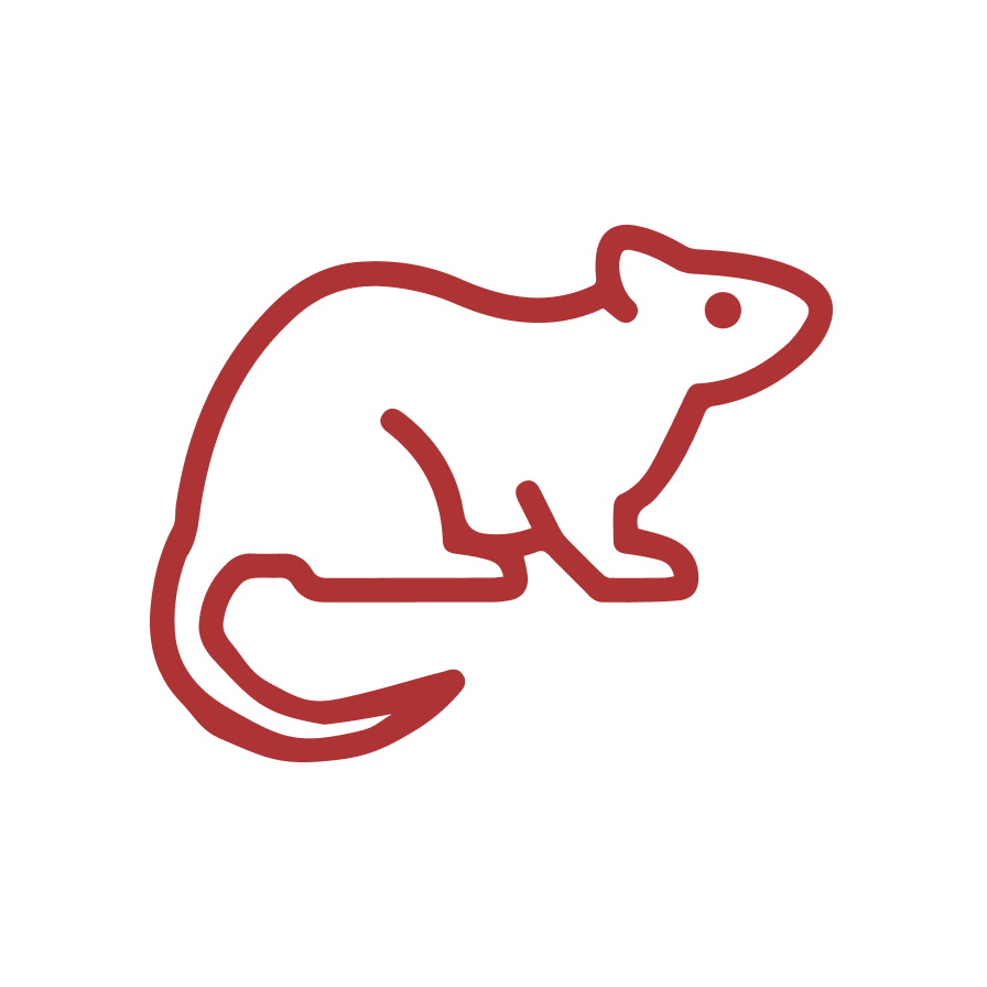 UPM rat management services showcase a detailed image of a rat, emphasizing its large body and prominent whiskers. Highlighting the necessity of expert pest control solutions by UPM. #RatControl #PestManagement #RodentControl #UrbanPestSolutions #UPM