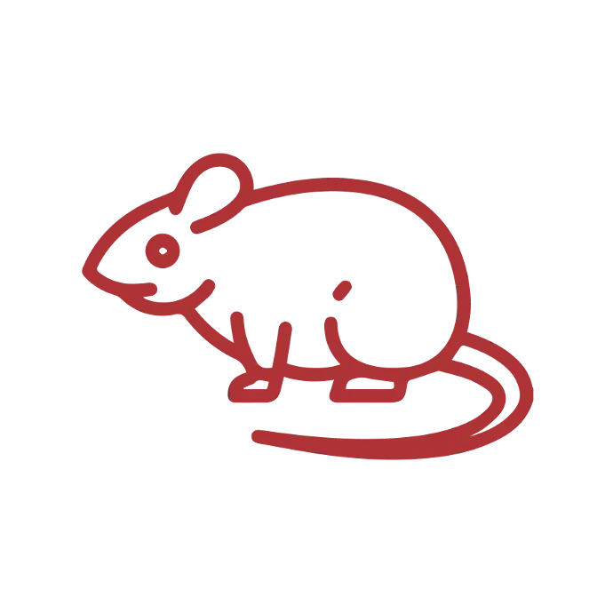 UPM mice management services feature a close-up of a mouse, highlighting its small body and sharp features. Demonstrating the importance of professional pest control solutions by UPM. #MiceControl #PestManagement #RodentControl #UrbanPestSolutions #UPM