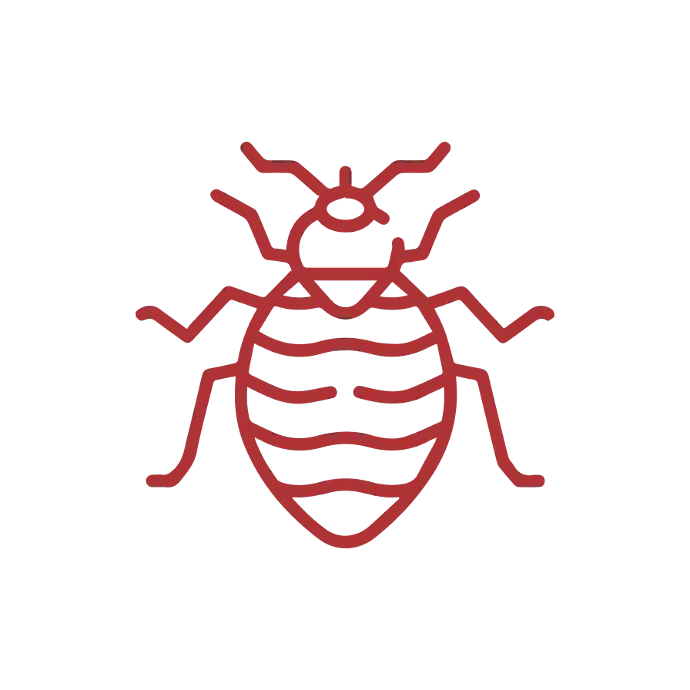 UPM Bed Bugs Management Service UPM bed bug management services have shown a close-up image of a bed bug, highlighting its oval-shaped body and small legs. Represents the need for professional pest control solutions by UPM. #BedBugControl #PestManagement #InsectControl #UrbanPestSolutions #UPM