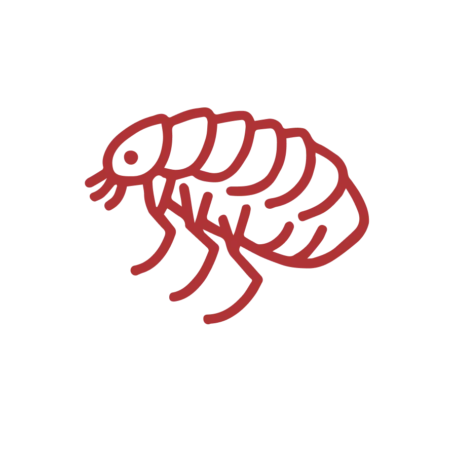 UPM Fleas Management Services "UPM flea management services have presented a detailed image of a flea, emphasizing its compact body and strong legs. Showcasing the need for effective pest control solutions by UPM. #FleaControl #PestManagement #InsectControl #UrbanPestSolutions #UPM"